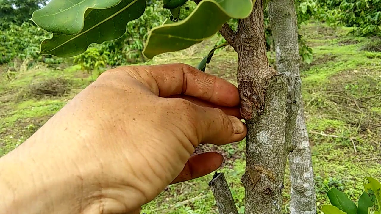 Macadamia Trees Combine Very Well/Macca Ghép Cải Tạo Vết Cắt Liền Lại ...