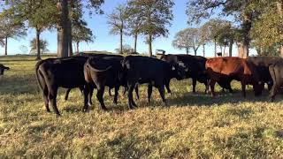 4 yr old up to solid mouth cattle Solid Mouth Cow
