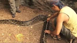 Měření krajty tmavé