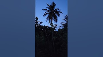 Thumbnail of the nighttime sounds in Puerto Rico 🐸🌴