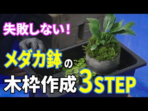 テトラ じょうろでキレイメダカ鉢】DIY・ビオトープの作り方 - YouTube