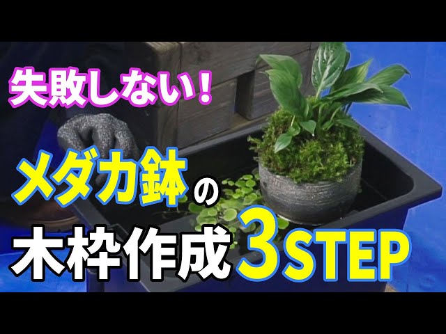 テトラ じょうろでキレイメダカ鉢】DIY・ビオトープの作り方 - YouTube
