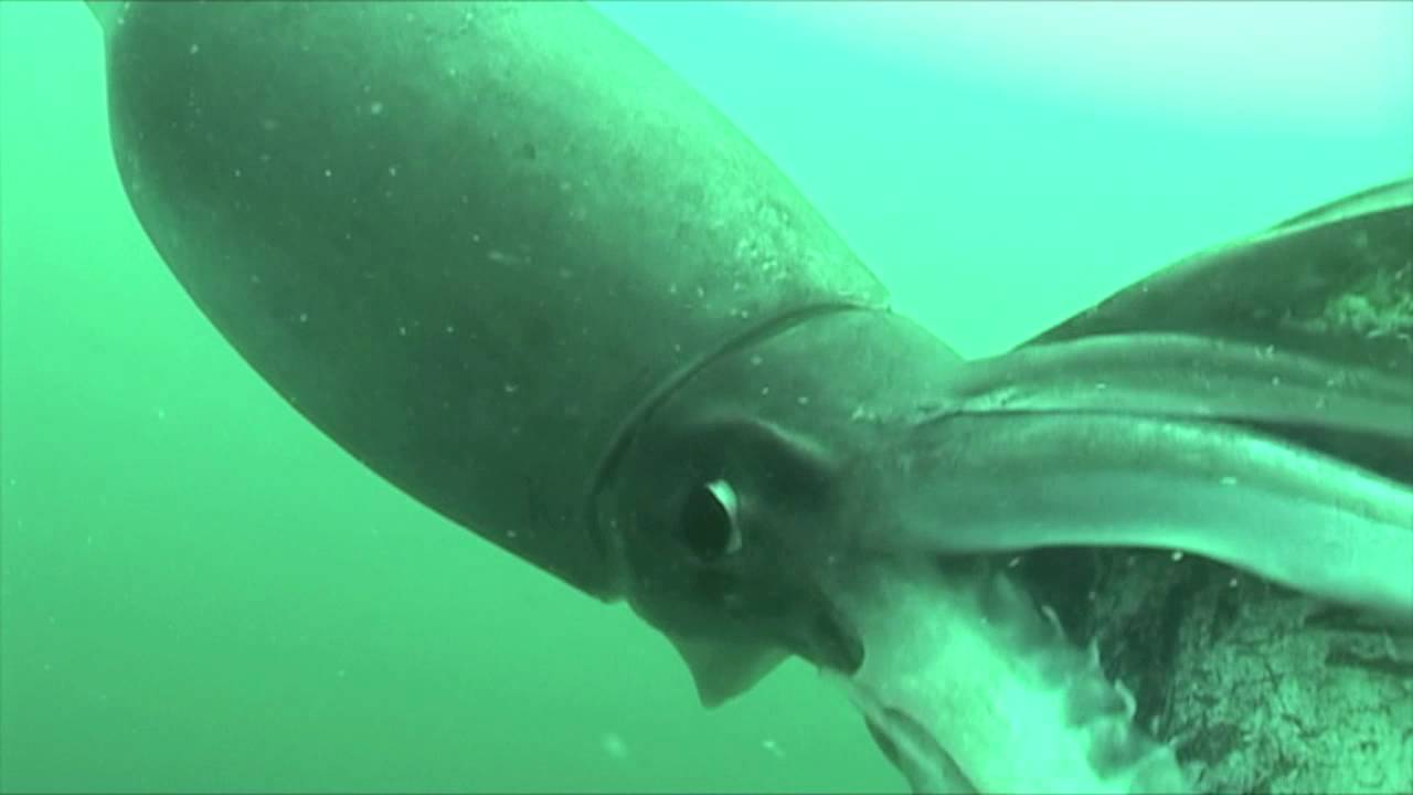 Dancing With Demons The Giant Humboldt Squid Deeperblue Com