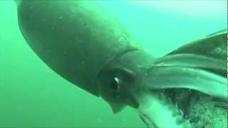 The Giant Squid - Featuring Scott Cassell – Luminox