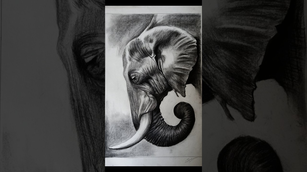 Elephant drawing process | Charcoal drawing 
