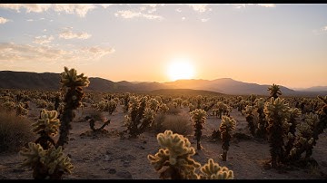 Welcome to 29 Palms, California, your gateway to Joshua Tree National Park.