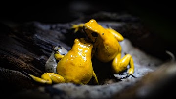 [Review Thế Giới Động Vật] Top 1 Loài Ếch Độc Nhất Trái Đất - Nhỏ Nhưng Giết Chết Hàng Chục Người