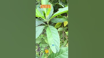 Cây Mật Gấu – Vị Đắng Quý Cho Gan & Đường Huyết