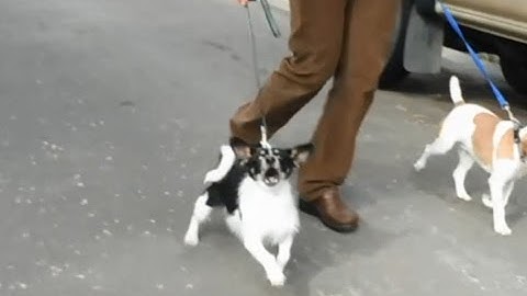 Leash Reactive ROCKO!