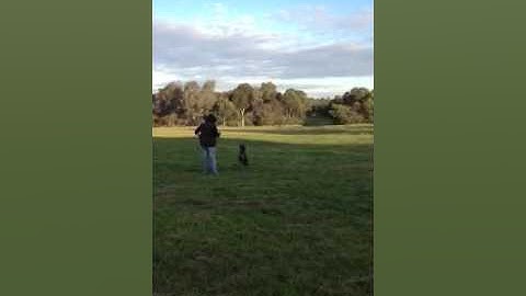 Retrieving training with 8month old Gsp Maggie
