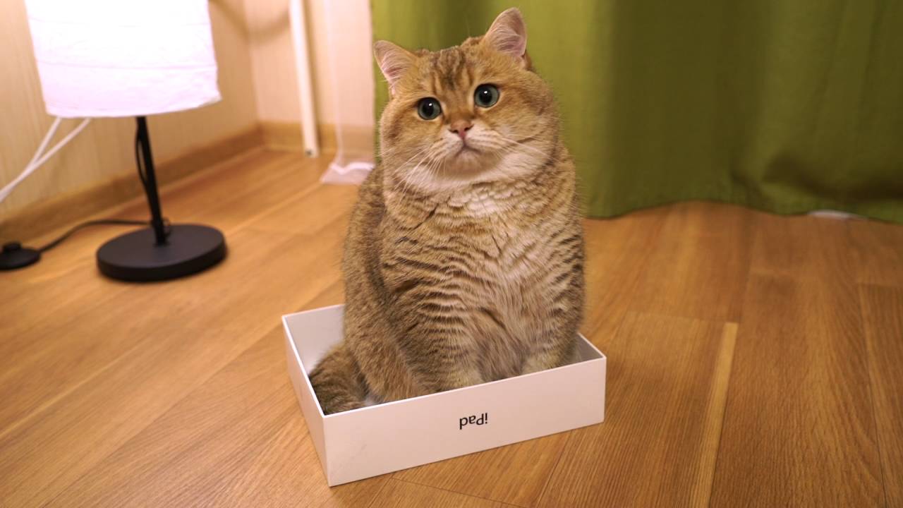 funny cats sleeping in weird positions compilation 2014 funnyplox iHosico!