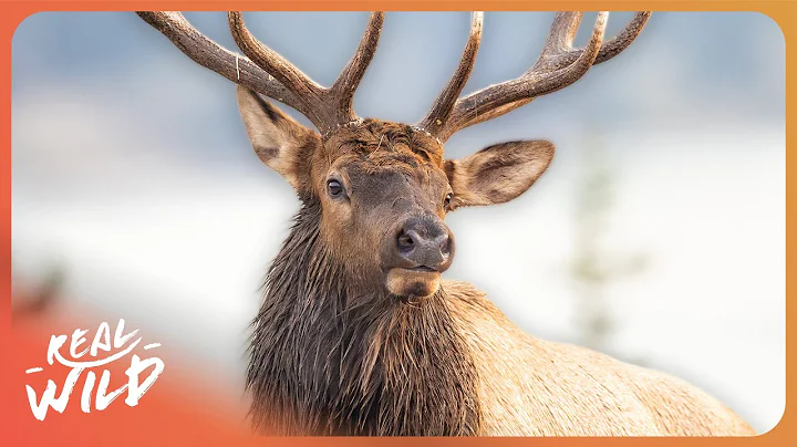 Land of The Giant Elk and The Struggle For Survival in Grand Teton National Park