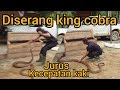 KING COBRA super GALAK dapat rumah baru,tapi gak mau masuk...