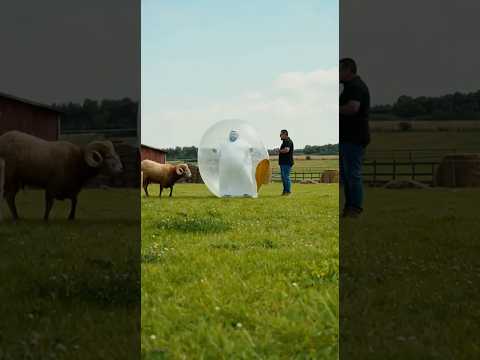 أبو عزام والخروف حيوانات حيوانات برية حيوانات اليفه 