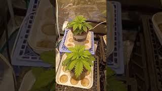 sinsemilla flowers - so you want to b sponsored by TNB Naturals 2022.  Well heck ya i do #tnb