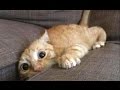 Top 10 funny cats  funny cats 2017