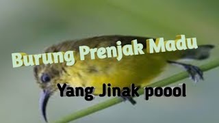 suara burung prenjak madu