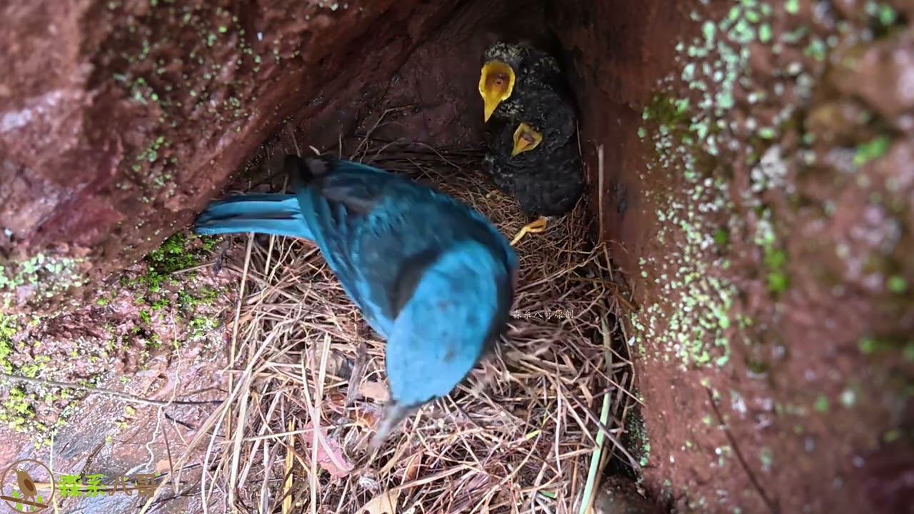 Dad → no food for cuckoo; Cuckoo (angry) → bolts.鸟爸爸不给杜鹃鸟喂食，杜鹃鸟生气了，直接离家出走