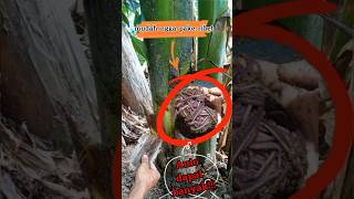 cara mudah mencari cacing tanpa menggali tanah//#shorts #bolang #survival #mancing