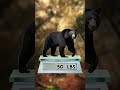 Ranking All State Animals