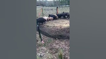 Catch Club - Owner Video 002 | Pig Brig Trap Systems