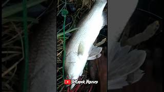 MANCING IKAN KAKAP DI TAMBAK #shorts #shortsyoutube #mancingkakap #mancing