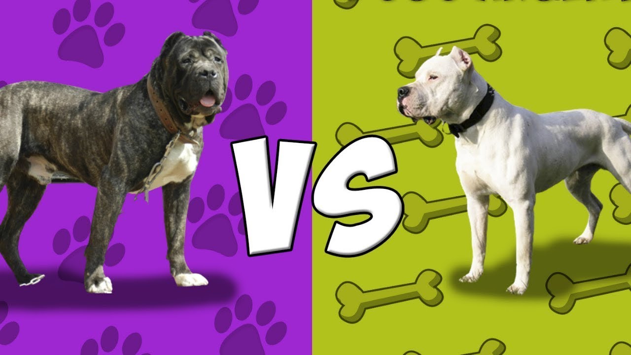 Presa Canario vs Dogo Argentino   Quien Gana
