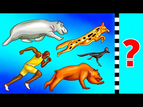 Video: Những loài động vật nào không thể bơi trong nước?