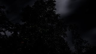 Fireflies in the Forest - Nature's Magical Light Show (4K)
