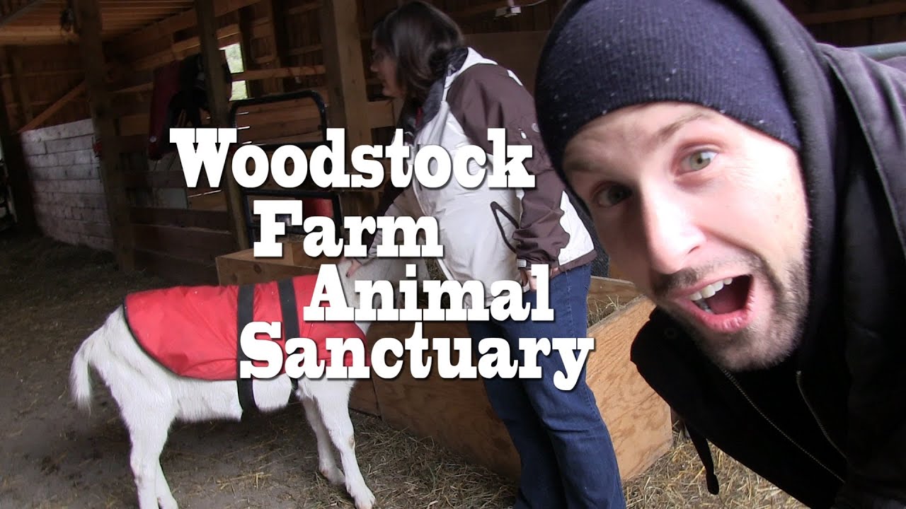 Woodstock Farm Animal Sanctuary VEGANTRAVEL3 YouTube