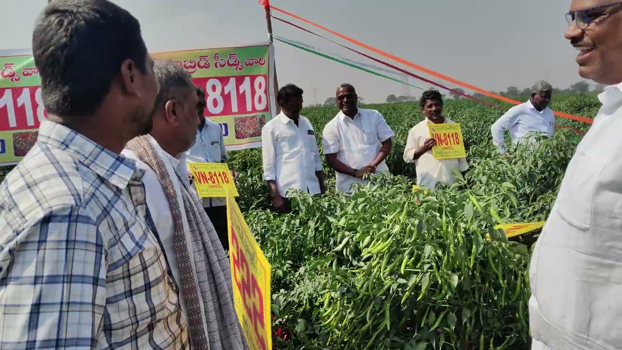 జానకి నాటు మిరప రకం 8143915281,9441915281 పద్మజ సీడ్స్ గురజాల 