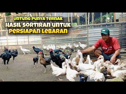 Untung punya ternak ayam hasil sortiran untuk persiapan lebaran