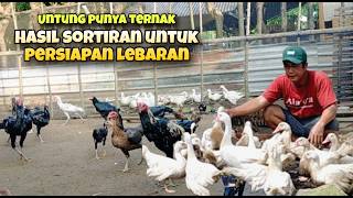 It's fortunate to have a selection of chickens in preparation for Eid.