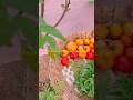 Eating what i grow is my current obession#ytshorts#growfood#naturalfarming#slowliving#farmlife