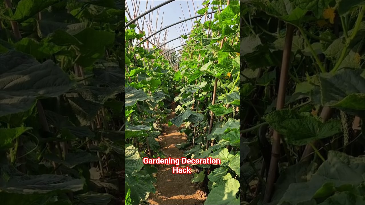 Vegetable Garden Decoration Ideas | Simple Gardening Hacks 🌱🥕 
