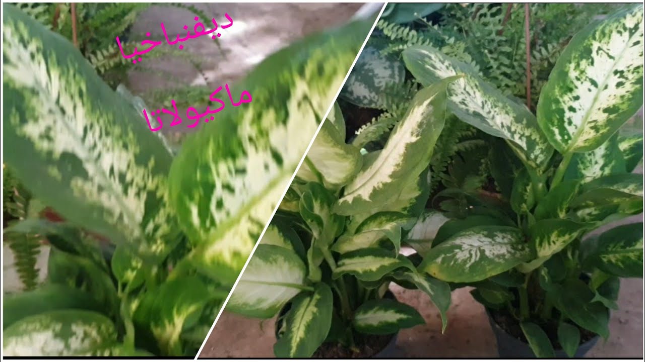 ديفنباخيا ماكيولاتا