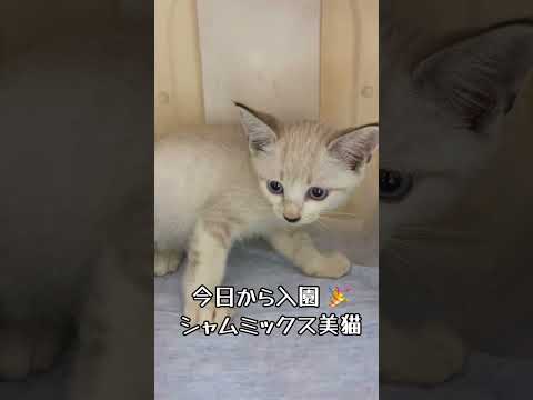 【保護 シャム猫】カッ!シャー!威勢よく威嚇するけど鳴き声かわいすぎ…💘目標ボス猫イケニャン大地くんを見に来てね💗 / rescued a kitten #shorts #癒やし #ボス猫