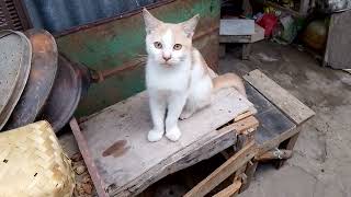 Kucing Mochi Lagi Bermain Funny Animals Video Youtube Channel