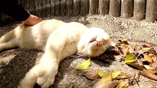 猫の体にくっついた枯れ葉を取ったら、フワフワの毛並みを味わえた