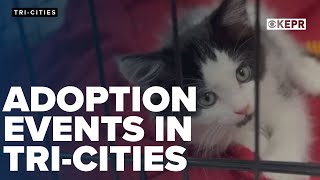 Tri-City Kitty Rescue celebrates adoptions addresses feral colonies