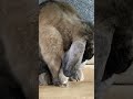 Se vc se inscrever no canal eu paro de coçar 🤭😱🐰🫶 #rabbit #lifeisbutadream #bunny #cute #pets