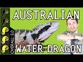 Australian Water Dragon, The Best Pet Lizard?