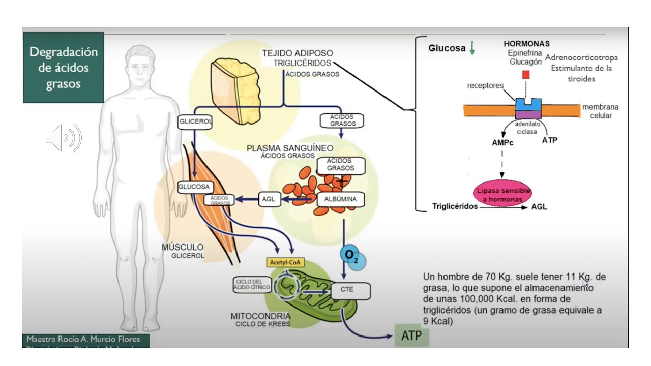 metabolismo de los lÍpidos degradaciÓn de acidos grasos youtube
