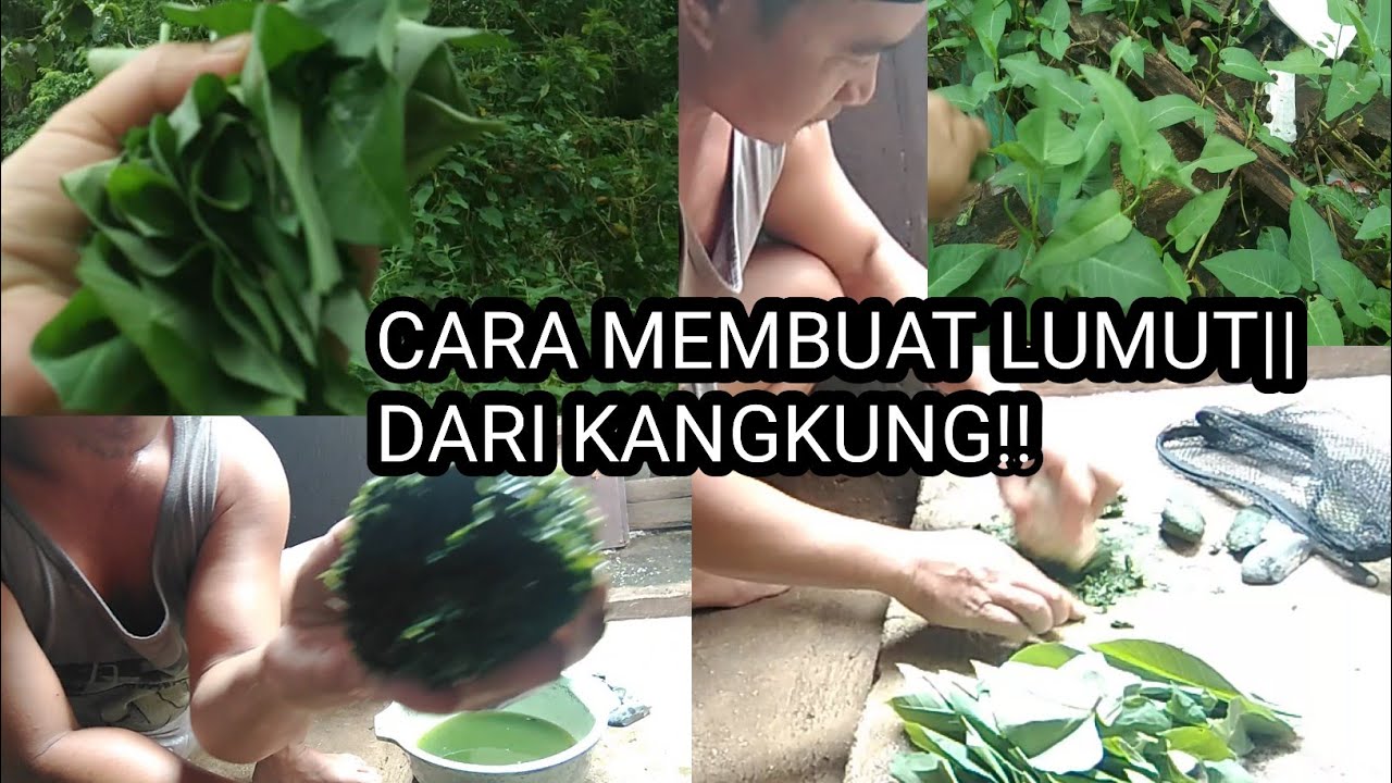 CARA MEMBUAT LUMUT DARI KANGKUNG|HOW TO MAKE moss from kale