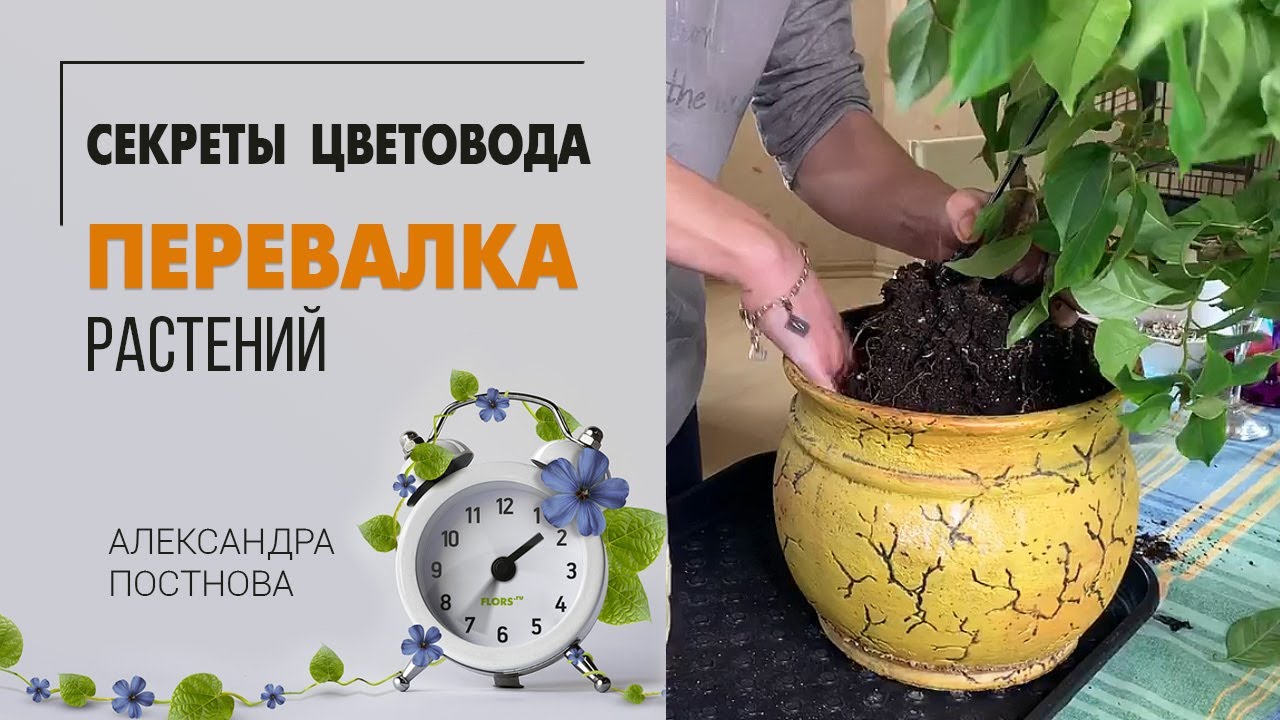 Возьми в руки молоток или как НЕ надо делать перевалку цветка ...