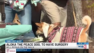 Dog accompanying monks on peace walk will have surgery
