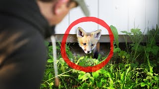 Baby Red Foxes are living on my Wildlife Homestead!