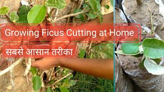 How to Grow Ficus banghalensis (banyan tree) cutting for bonsai| kheti online