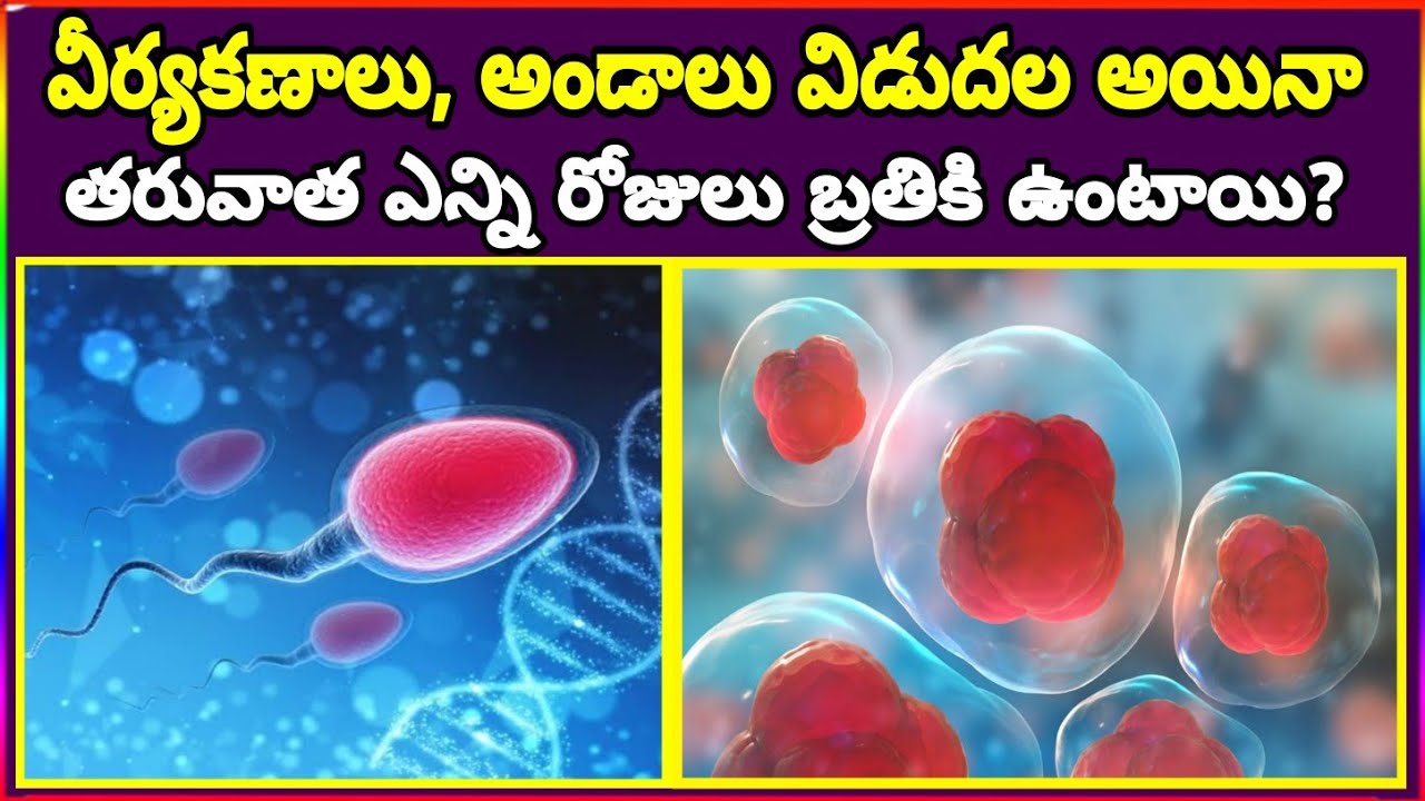 Best Fertility Days to Get Pregnant | Lifespan of Sperm and Egg | Fertile Days for Quick Pregnancy