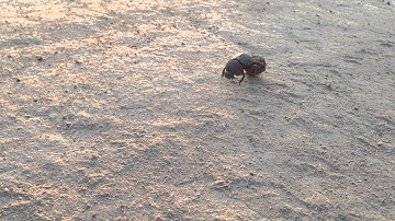 Dung Beetle Rodeo